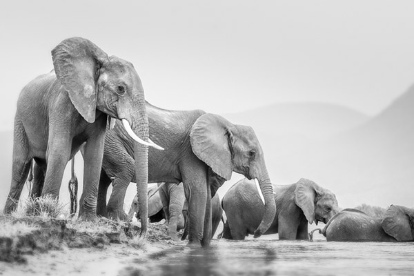 elephants going for a swim
